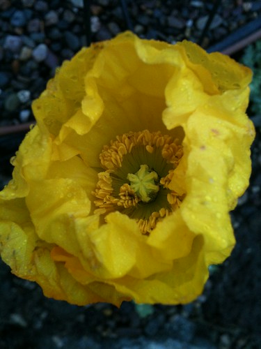 Yellow Icelandic Poppy