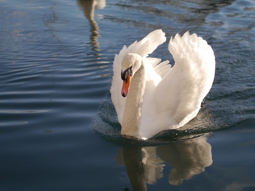 Barbican Swan
