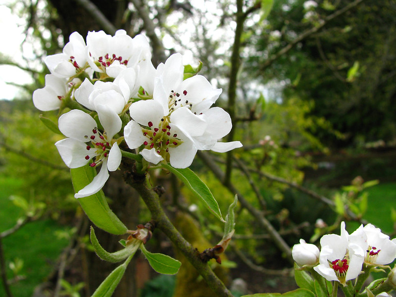 Bartlett pear flowers