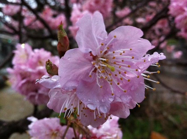 Cherry blossom/sakura