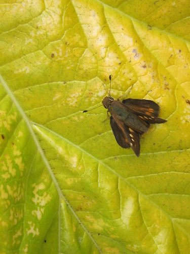 Brown Skipper Butterfly Against a Yellow Leaf