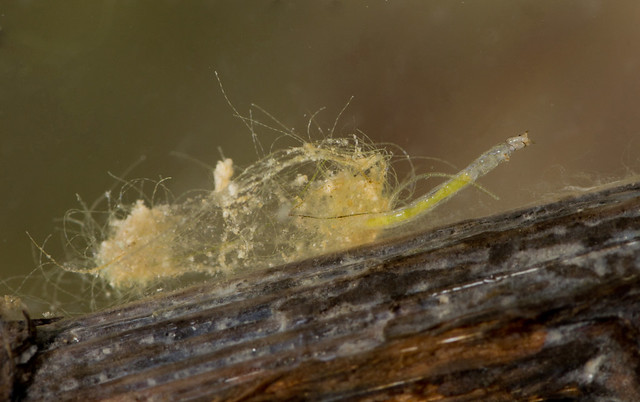 Chironomid midge larva in case edited