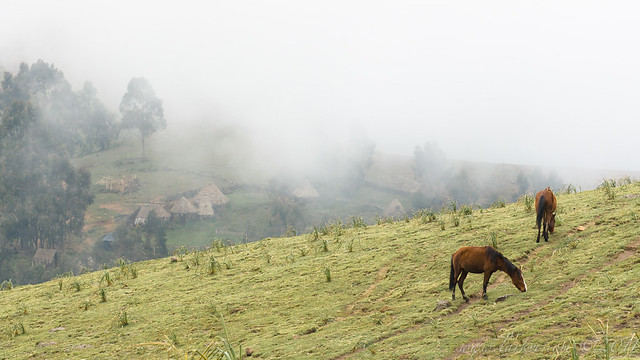 Grazing in the Clouds, Simien Mountains National Park, 2007