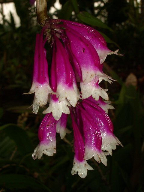 Dendrobium lawesii 2006-11-18 01