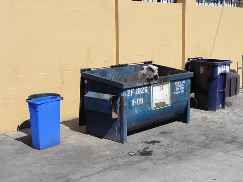 Dumpster diving chickens in Ybor City