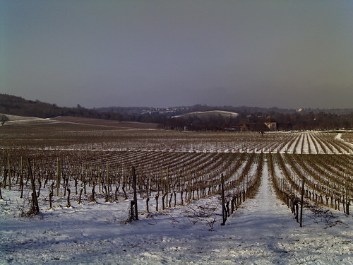 Snow on Denbies Wine Estate, Dorking, Feb 2012