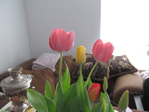 forced Darwin hybrid tulips