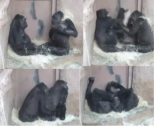 Gorillas Kam and Kiji having some fun  by gorillaphile