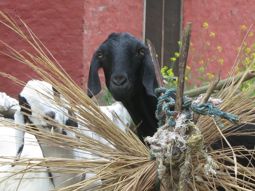 Farmhouse goats in Nepal