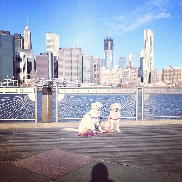 Daily East River Dogs 19 February 2012
