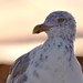 seagull at sunrise...