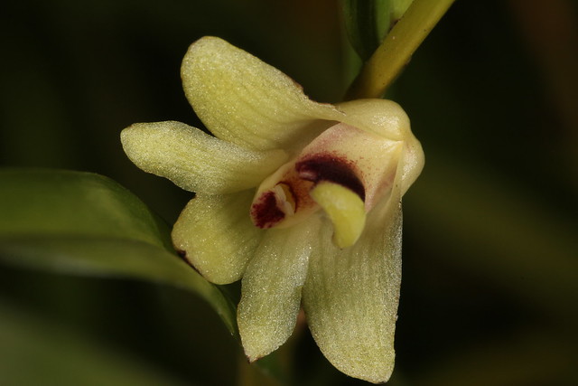 Dendrobium bilobum 2012-02-13 07