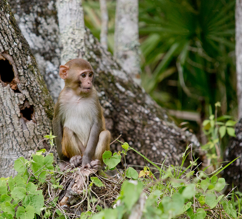 Young Rhesus