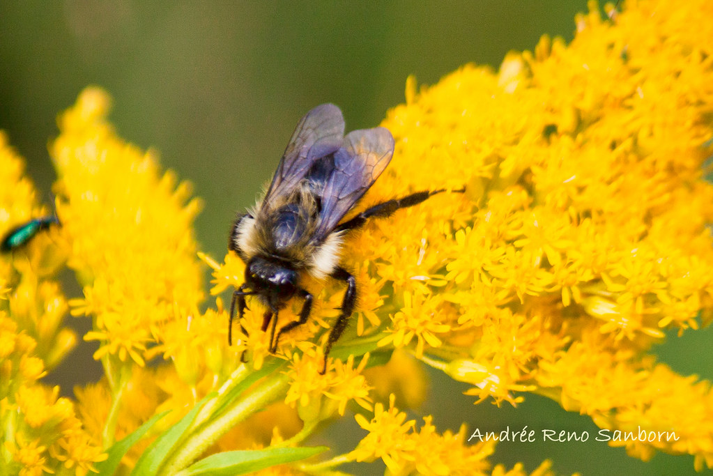 Bumblebee on Goldenrod-2.jpg
