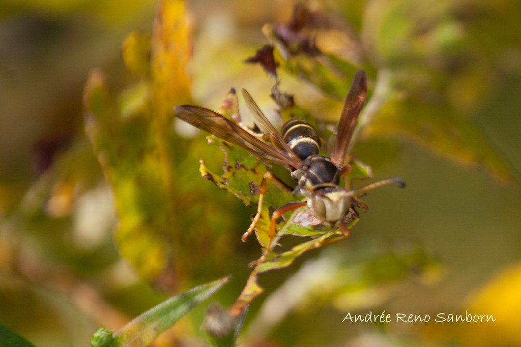 Northern Paper Wasp (Polistes fuscatus)-9.jpg