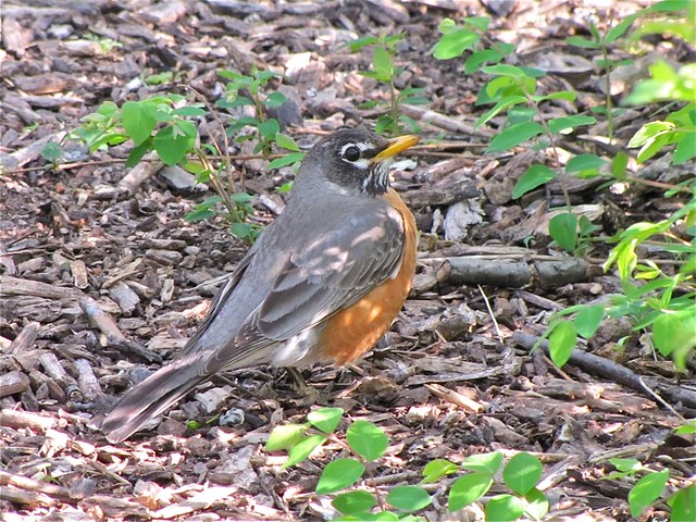 American Robin at Angler's Pond 02