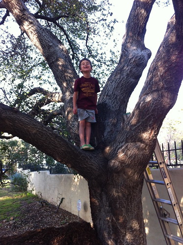 Ezra got up in the tree