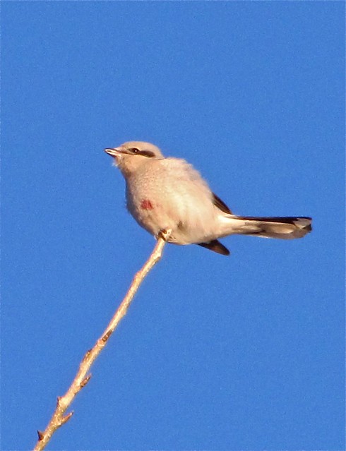 Northern Shrike at Shabonna Lake State Park in Dekalb County, IL 05