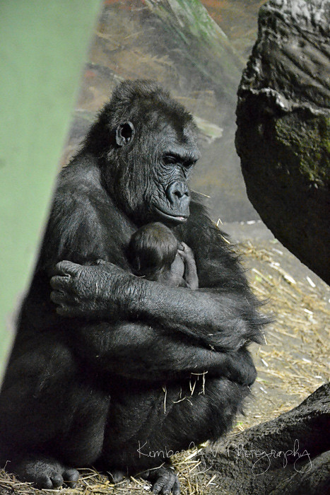Moka and baby gorilla