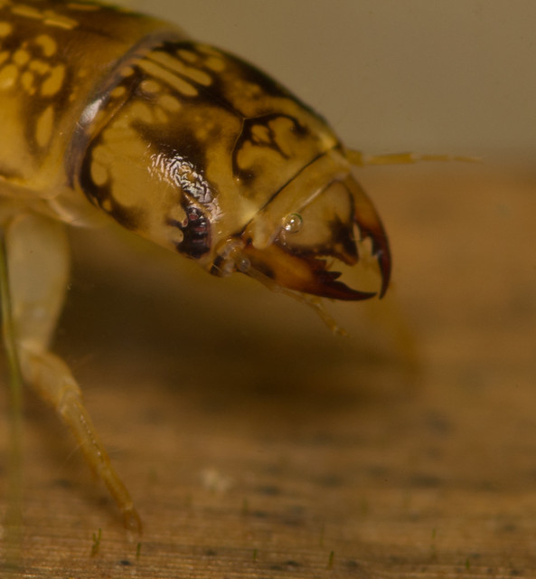 alderfly larva very close up edited