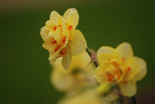 Daffodil -- Tahiti 3-12-12 by Get The Flick