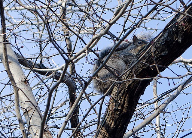 20120205-squirrel caught in apple maze DSC_0681.jpg
