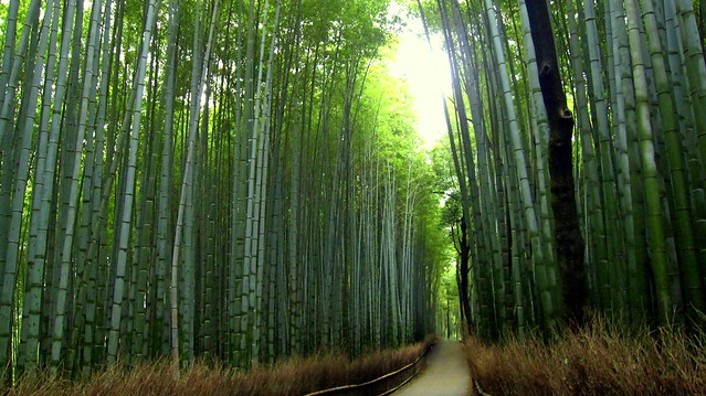 Bamboo Forest of Arashiyama, Kyoto 京都嵐山の竹林