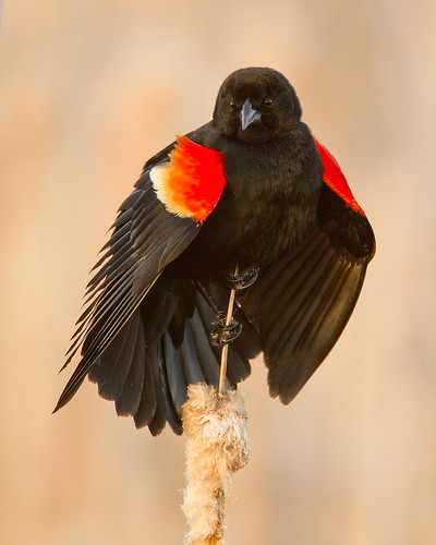 Displaying Red-Winged Blackbird by Jeff Dyck