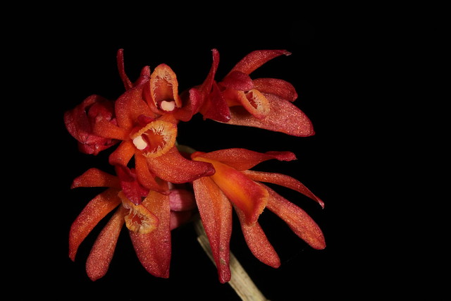 Dendrobium trichostomum 2012-02-13 01