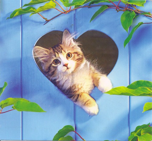 Kitten in Blue Fence