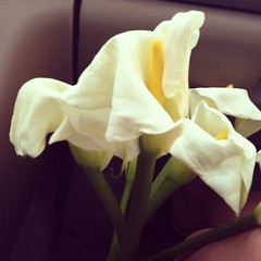 I forgot how fragile calla lilies are. (after an hour in the car :-/ )