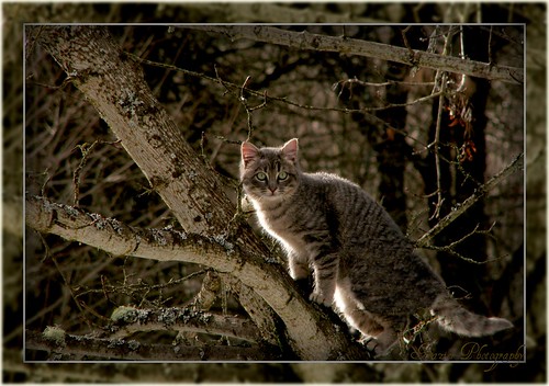 Kitty in the Tree by Enjoy the journey...Not the Destination~