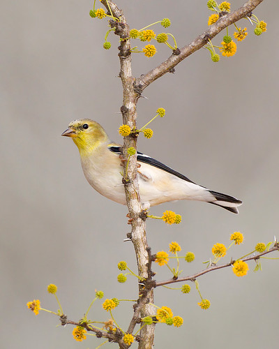 American Goldfinch on Huisache by Jeff Dyck