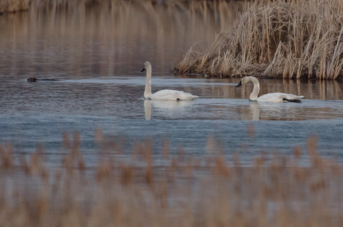 Two Swans and a Beaver_9666.jpg