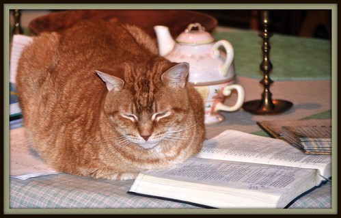 A pot ot tea, a cozy cat and a good Book by cherithsky
