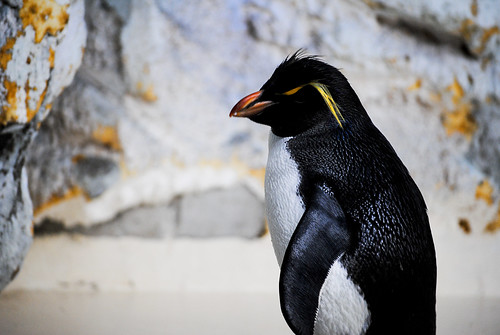 Pinguino by darcoeme