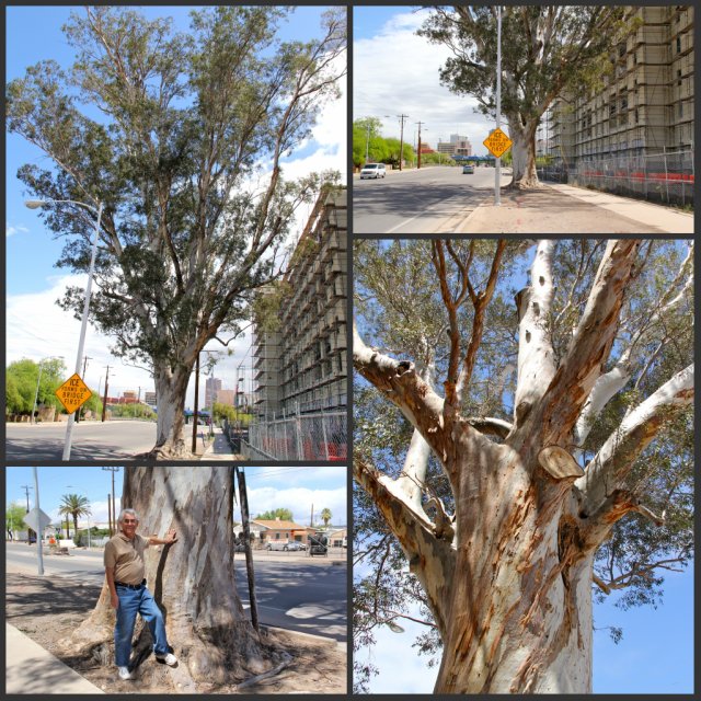 Fina's Tree collage