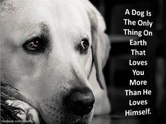 Love a dog- he loves you always