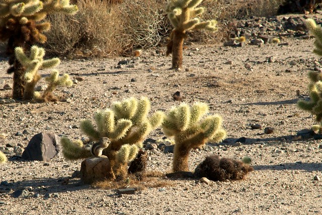 habitant de cactus