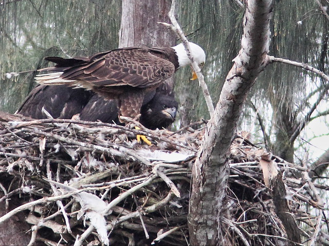 Bald Eagle male Pride at nest 20140317