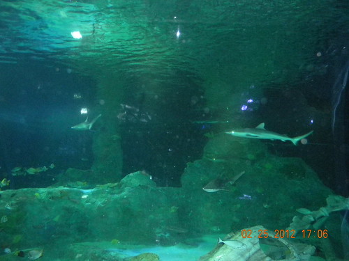 Sealife Aquarium 2-25-2012