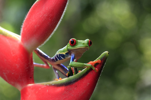 Ribbit In The Rainforest by Megan Lorenz