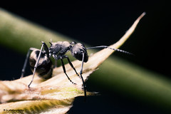 超微距 - 棘蟻 (supermacro - Polyrhachis wolfi)