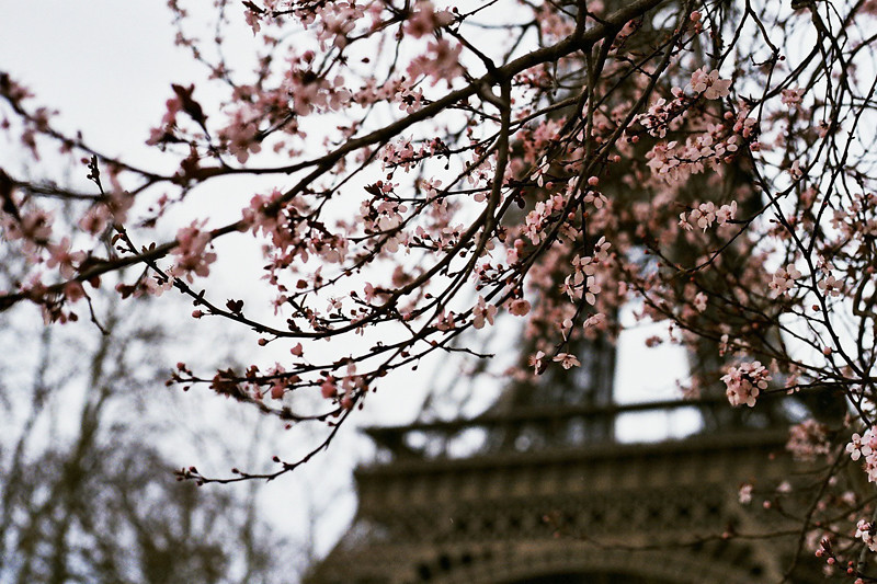 cherry blossom eiffeltower
