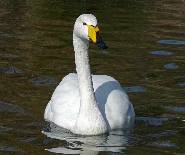 25689 - Whooper Swan, Cosmeston