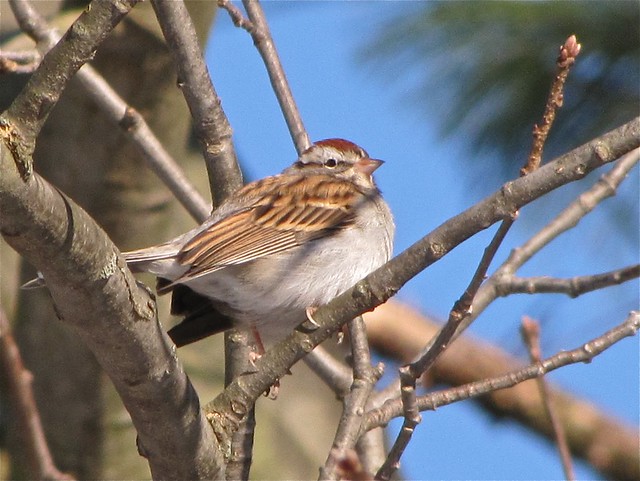 Chipping Sparrow in McLean County, IL