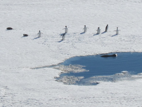 penguins and seal