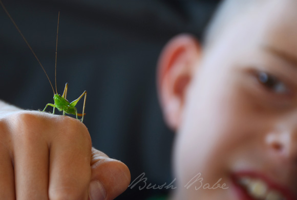 grasshopper_0890 e