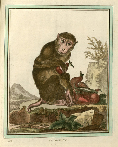 027-Collection des animaux quadrupèdes 1754- Georges-Louis Leclerc Buffon- University of Strasbourg - Digital old books