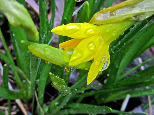 Bedraggled Daffodil .(64/365) by Irene.B.